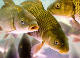 На Переяславщині планують створити комплекс по вирощуванню риби